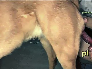 Gay dog sex porn