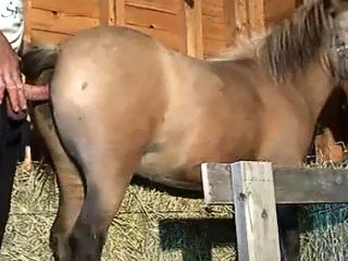 Fuck a mare pussy compilation
