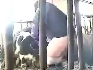 Calf sucks man dick