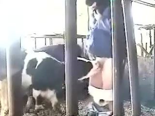 Calf sucks man dick