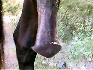 Man horse jerking off